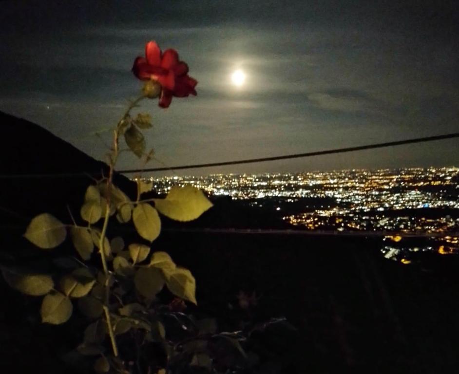 une fleur assise au sommet d'une colline la nuit dans l'établissement Casa Luisa, à Schio