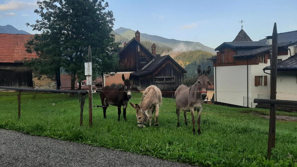 Zvířata v hotelu nebo okolí