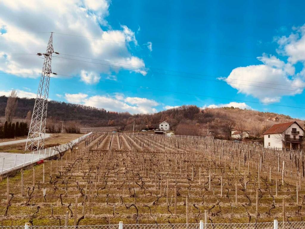 a field of vines with at STARA VAROŠ in Topola