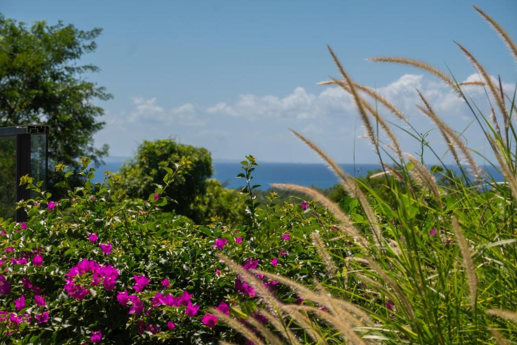 a field of flowers with the ocean in the background at Tropic &amp; Chic in Sainte-Anne