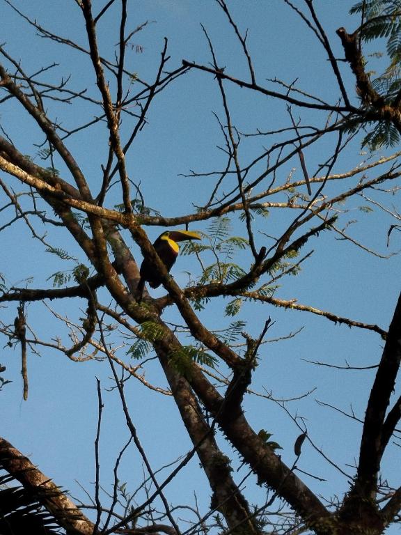 Fotografie z fotogalerie ubytování Rincon Verde v destinaci Bijagua