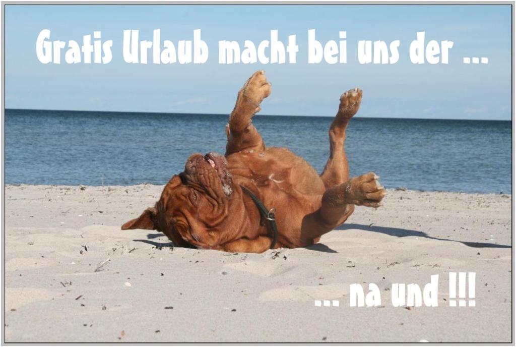 a dog rolling on its back on the beach at Bungalow WALD & SAND direkt am Strand in Dranske