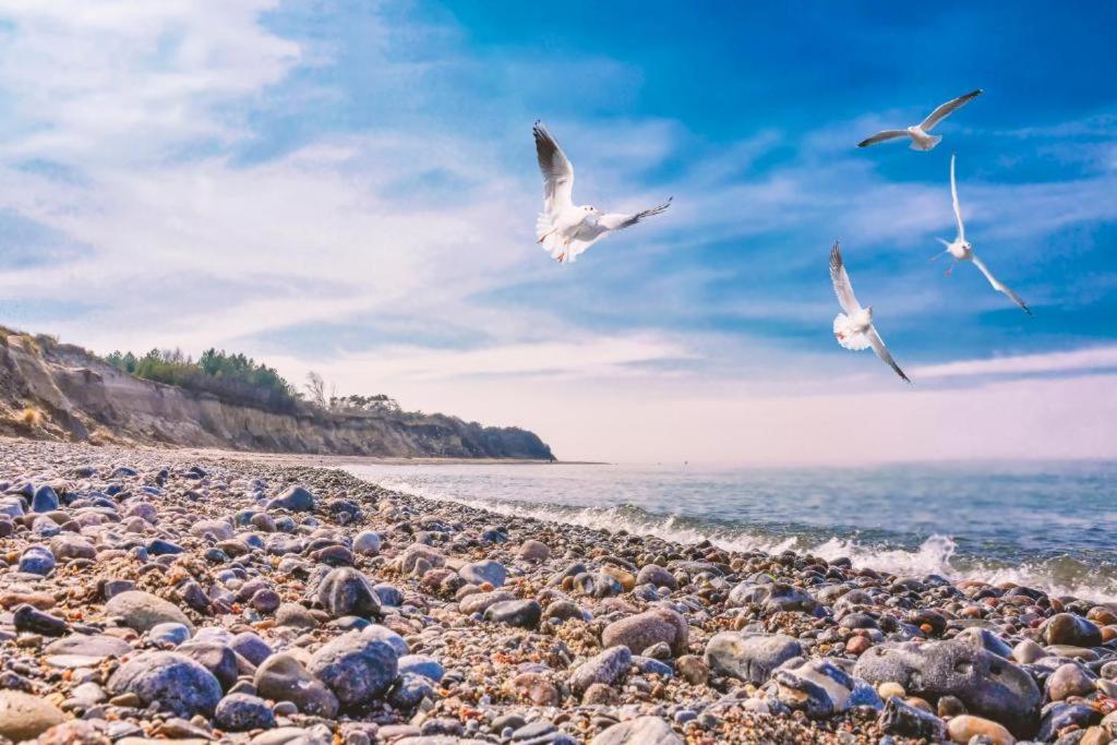 een groep vogels die over een rotsachtig strand vliegen bij Bungalow SONNE UND MEER direkt am Strand in Dranske