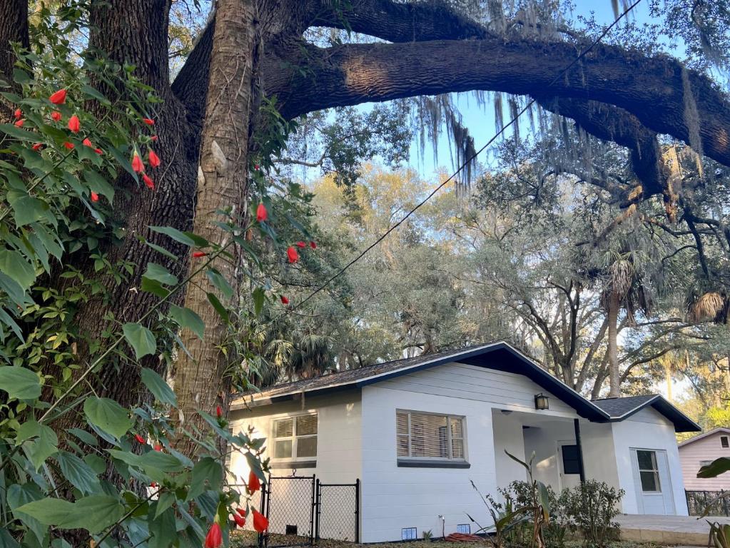 a white house with a tree in front of it at Country Welcome in Micanopy