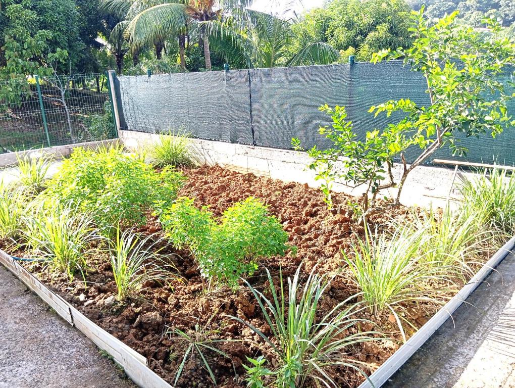 einen Garten mit Pflanzen und einem Zaun in der Unterkunft Villa léïna, écotourisme jardin visite, chambre privée in Le Robert