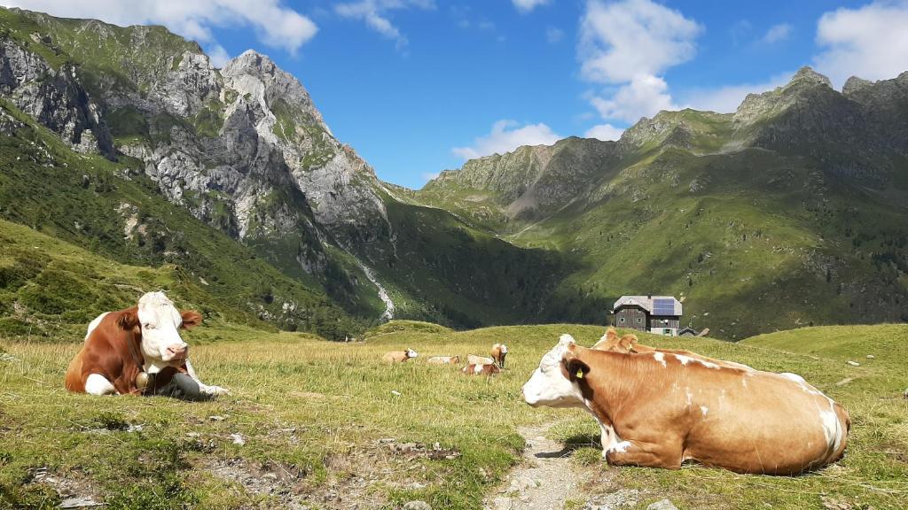 Zvířata v hotelu nebo okolí