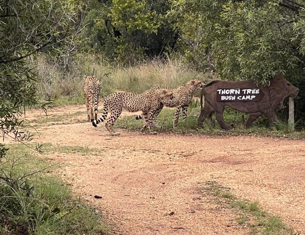 a group of three cheetahs and an elephant on a dirt road at Thorn Tree Bush Camp in Klipdrift