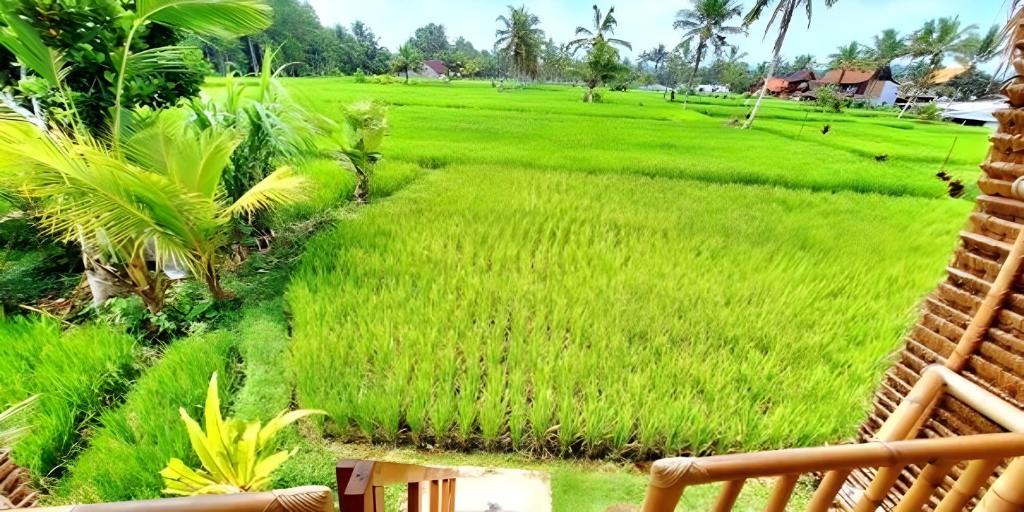 un campo de césped verde junto a una casa en Lumbung Langit Bali house & hostel en Tampaksiring