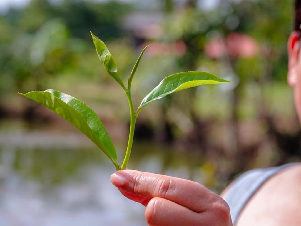Zahrada ubytování Manikgoda Tea Paradise