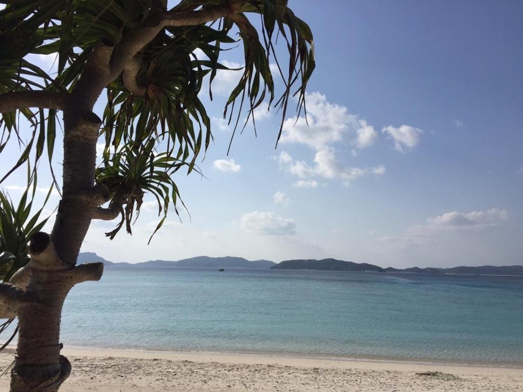a palm tree on a beach with the ocean at HOTEL KANALOA in Tokashiki