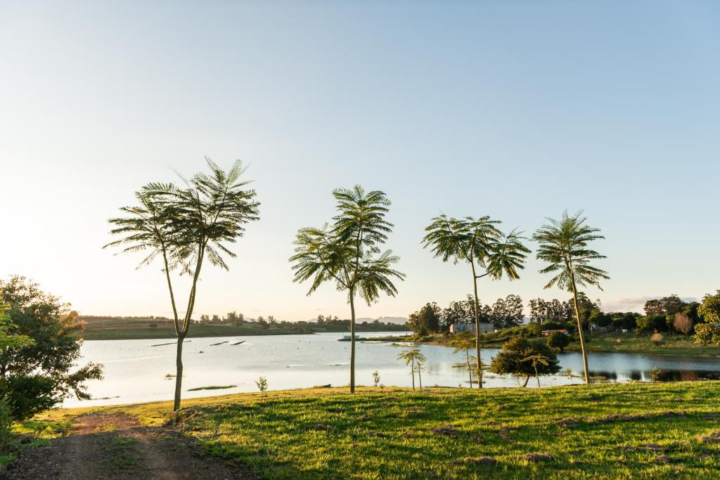 een groep palmbomen naast een waterlichaam bij Pousada Recanto Bela Vista in Carlópolis