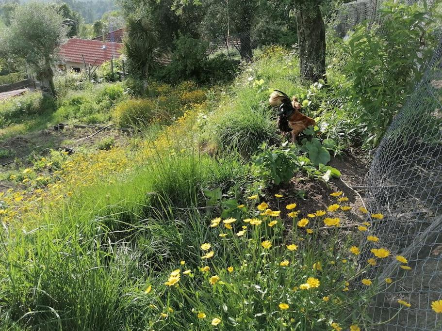 Zahrada ubytování Country House - Hippie Garden