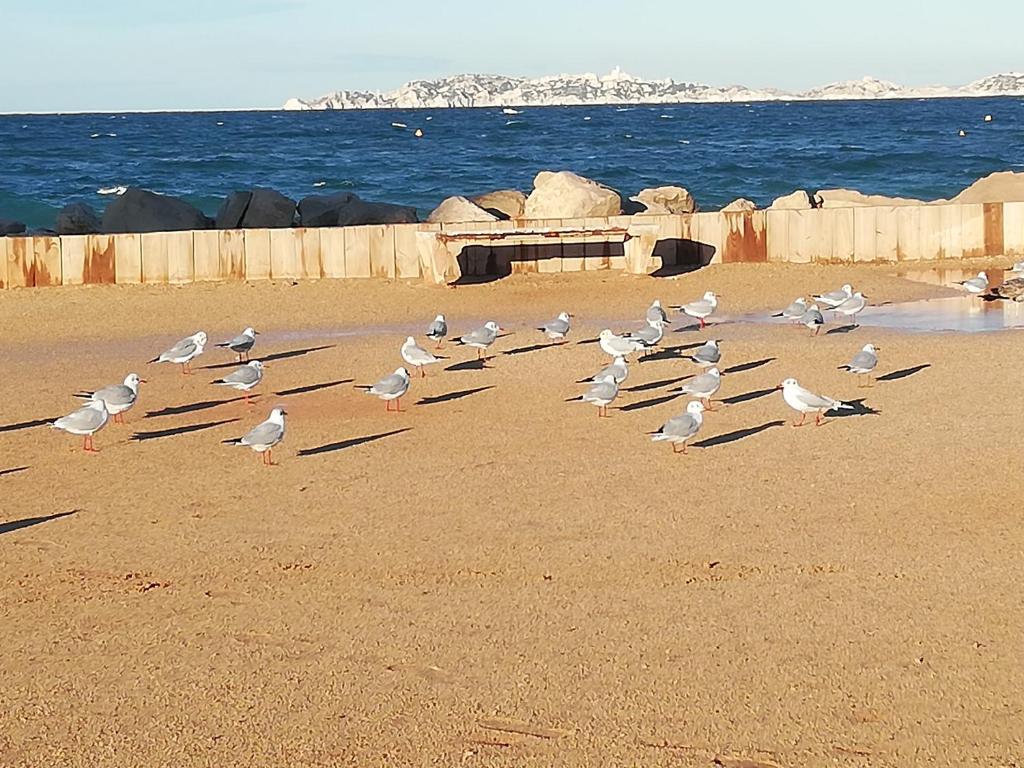 Apt F4 Plage Pointe Rouge 13008 Marseille في مارسيليا: سرب من الطيور تمشي على الشاطئ