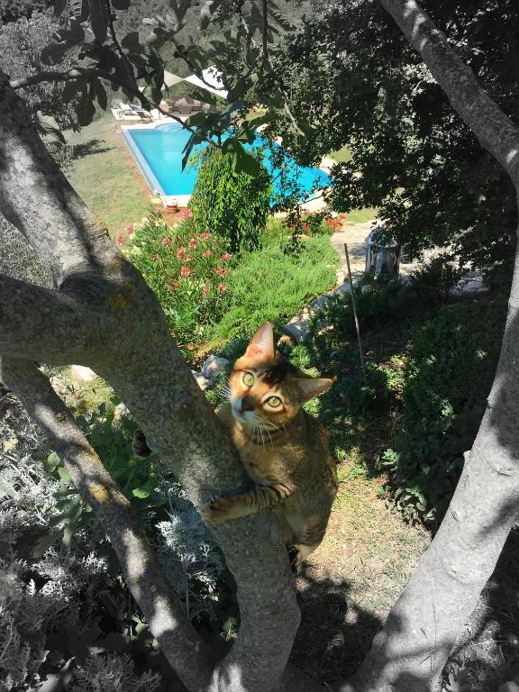 Bazén v ubytování Podere Macee Casavacanza nebo v jeho okolí