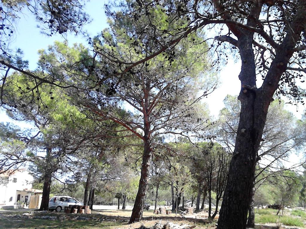 a group of trees with a car parked in a park at Eco Secluded apartments Zabodarski in Cunski