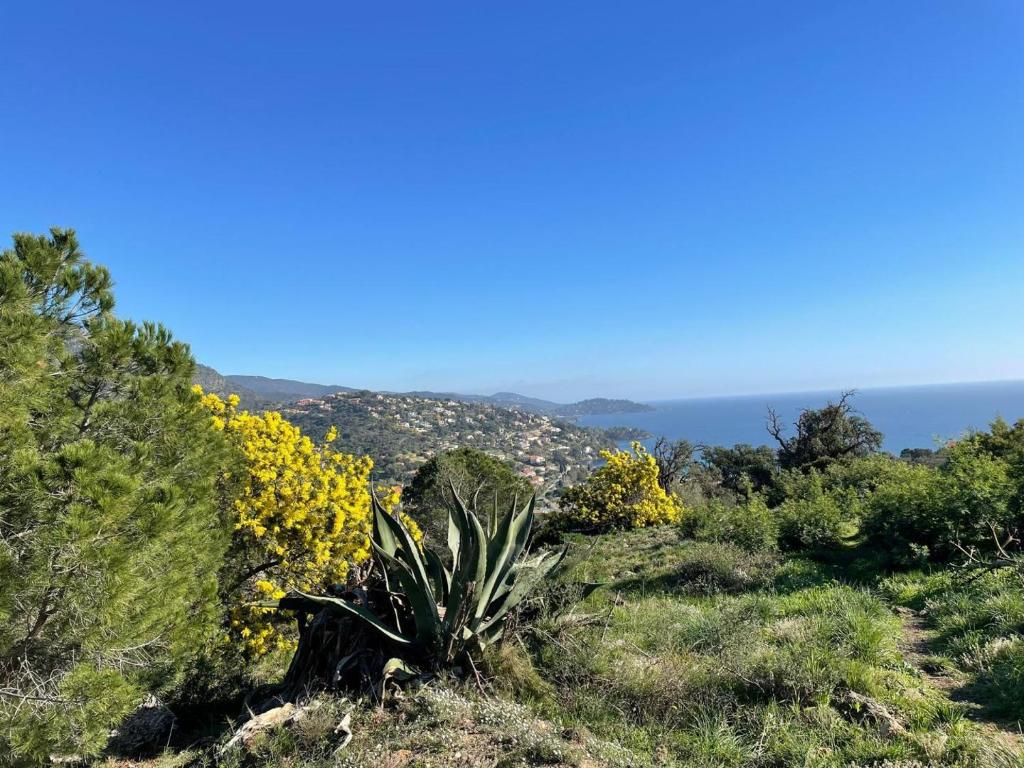 une plante au milieu d’un champ de fleurs dans l'établissement Mas lou beu, au Lavandou