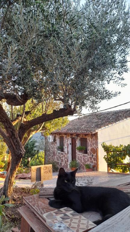 a black cat laying on a table under a tree at Les Eres de Gátova in Gátova