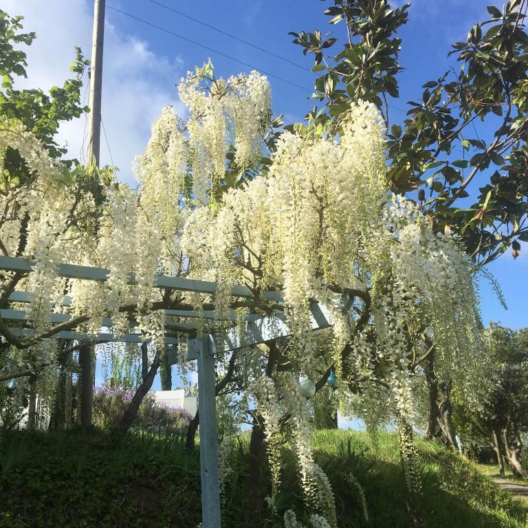 Zahrada ubytování Appartamento con patio privato e giardino tra Pisa e Firenze