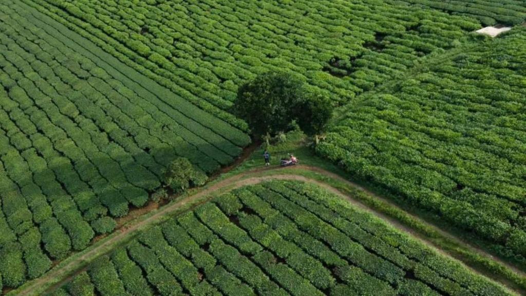 uma vista aérea de um campo de plantas verdes em Đồi Chè Hotel em Mộc Châu
