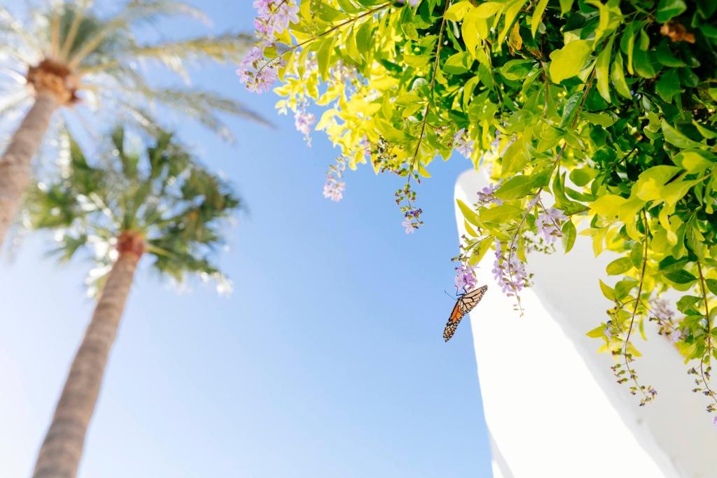 Zahrada ubytování HD Parque Cristobal Tenerife