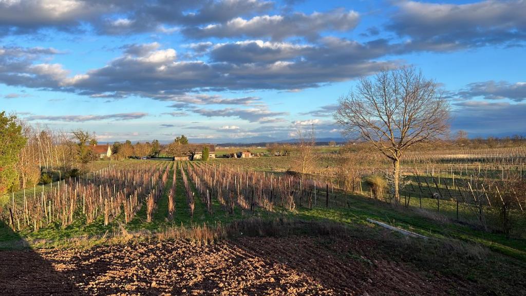 Oasis tout confort à Bergheim, Alsace – photo 21