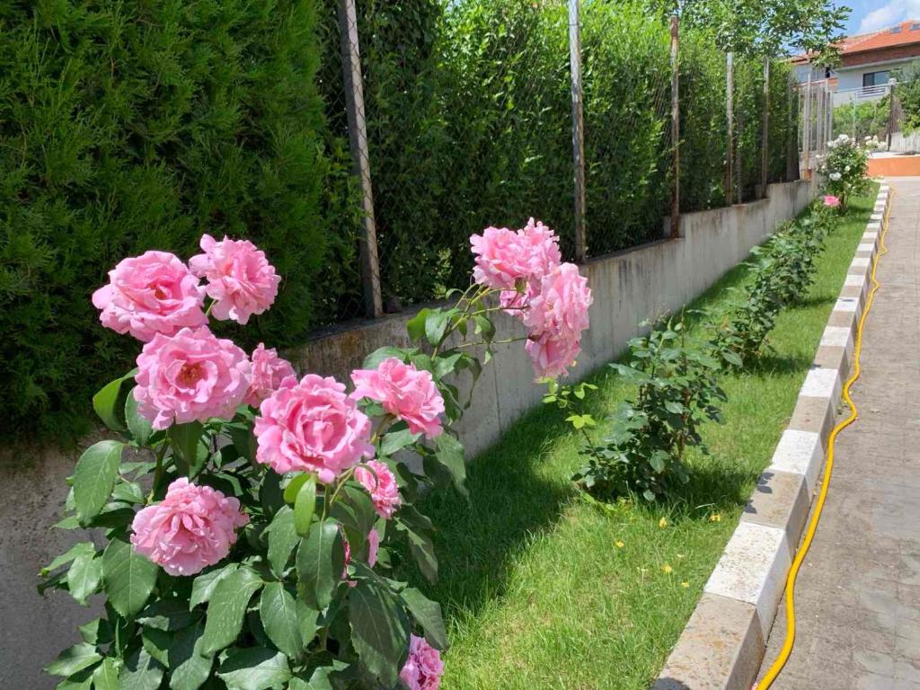 a row of pink roses in a garden at Sunny Home in Sandanski