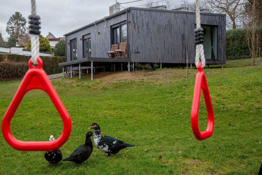 dos patos están parados en la hierba cerca de los columpios en Meerbeek Unwind, en Kortenberg