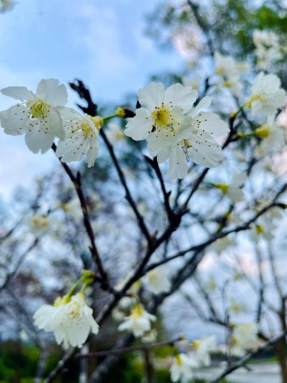 a close up of white flowers on a tree at I Leisure B&amp;B in Yuanshan