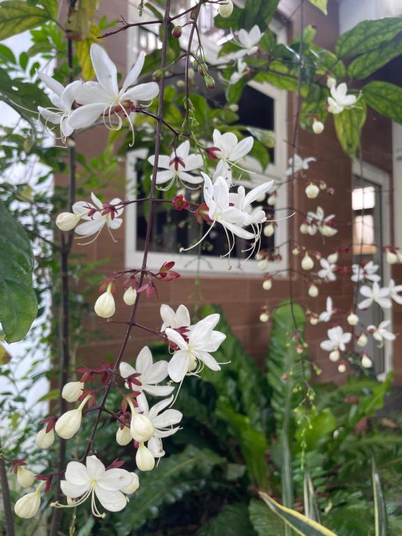 a bunch of white flowers hanging from a tree at I Leisure B&amp;B in Yuanshan