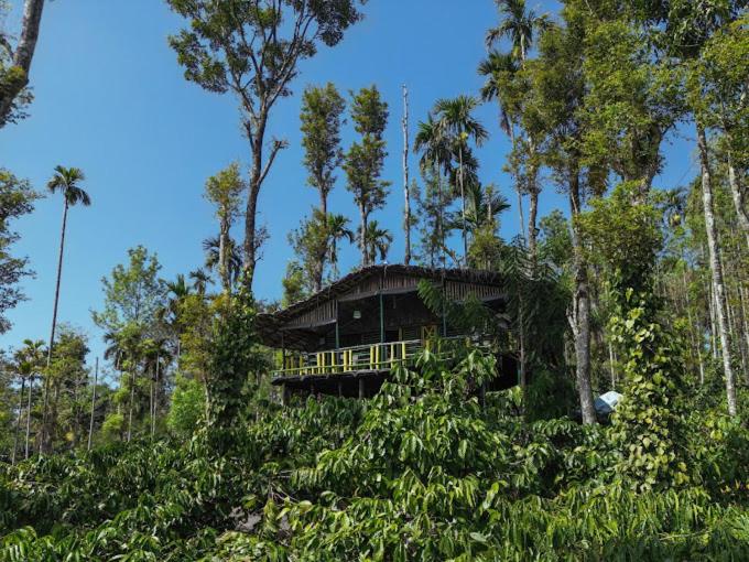ein Haus inmitten eines Waldes mit Bäumen in der Unterkunft The Mountain Tree home in Wayanad