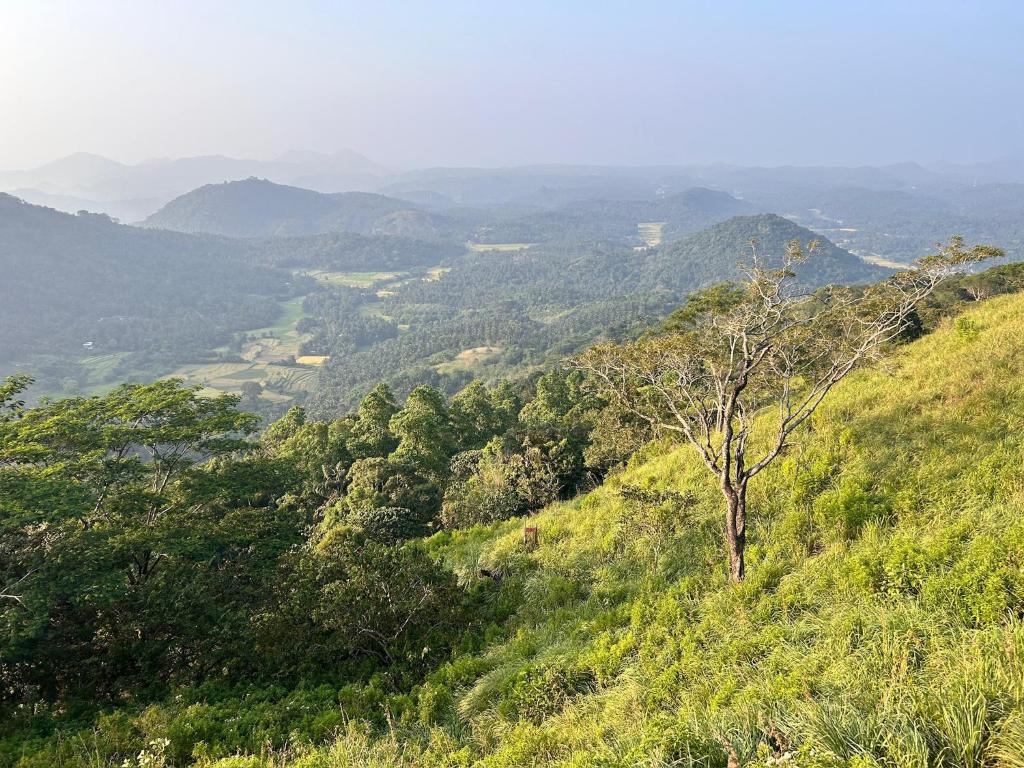 Blick auf einen Hügel mit einem Baum darauf in der Unterkunft Three Creeks Matale in Matale