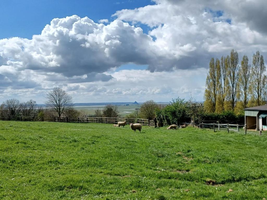 a group of sheep grazing in a field at Joli Appartement avec vue sur la Baie in Avranches