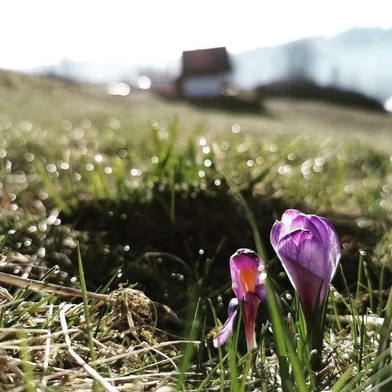Príroda v okolí horskej chaty