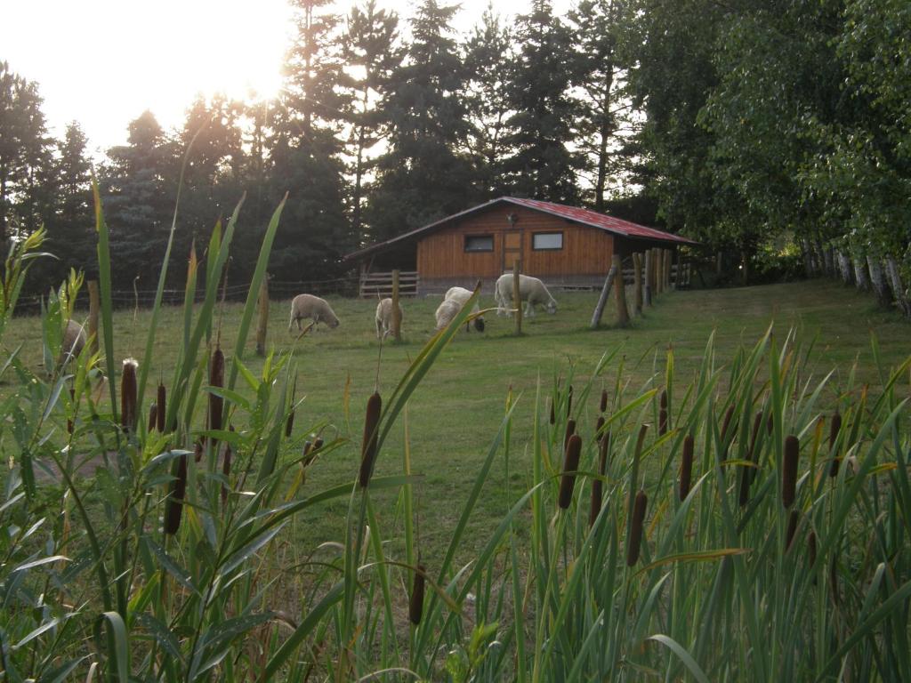 Zahrada ubytování Penzion u Petra