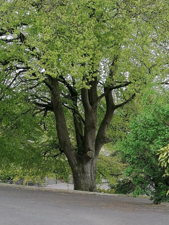 a large tree on the side of a road at The Beeches in Newry