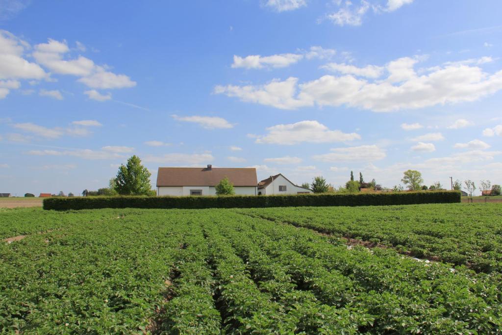 a field of crops with a house in the background at B&B De Luyckhoek in Handzame