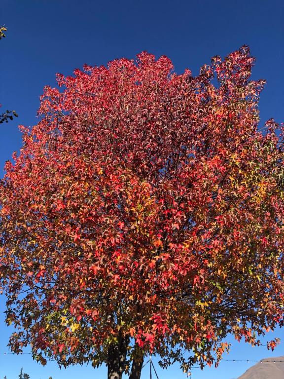 a tree with red leaves with a blue sky at The Apartment at Arrowtown in Arrowtown