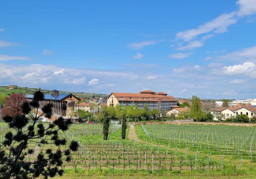 a vineyard with a large building in the background at Ihr Bett mit Blick auf die Weinberge in Bad Dürkheim