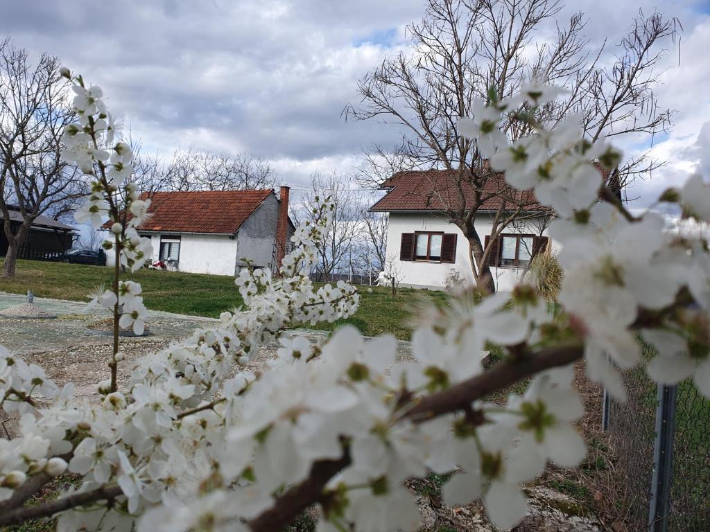 un montón de flores blancas delante de una casa en Holiday house Giovanna en Vojnić