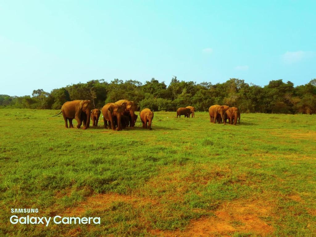 a herd of elephants standing in a field at Minneriya Jeep Safari in Habarana