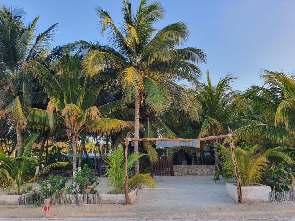 Dzilam de Bravo的住宿－Casa Azul Cielo，海滩上的一棵棕榈树