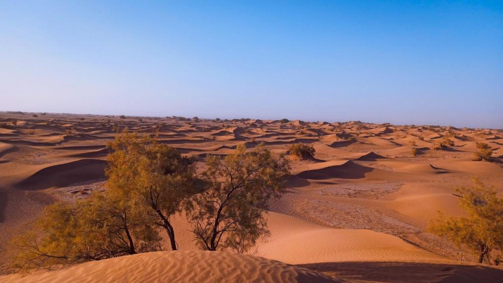 un désert avec des arbres et des dunes de sable dans l'établissement Nomad Life Style, à M'Hamid El Ghizlane