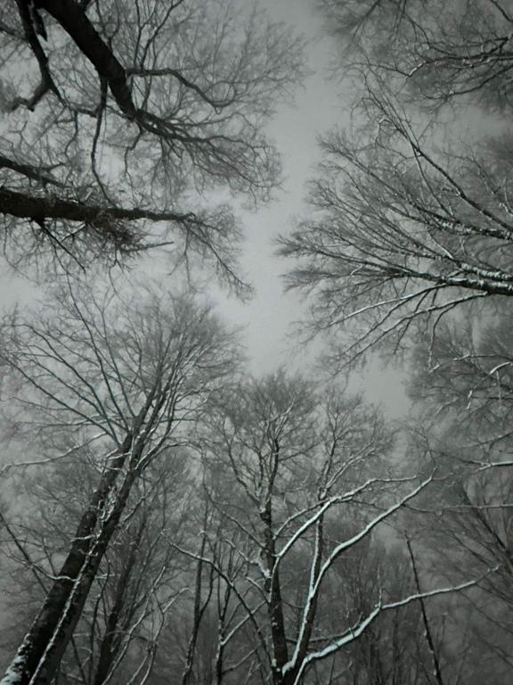 Chʼokhatauri的住宿－Guram’s Gust House，雪中树木的黑白照片