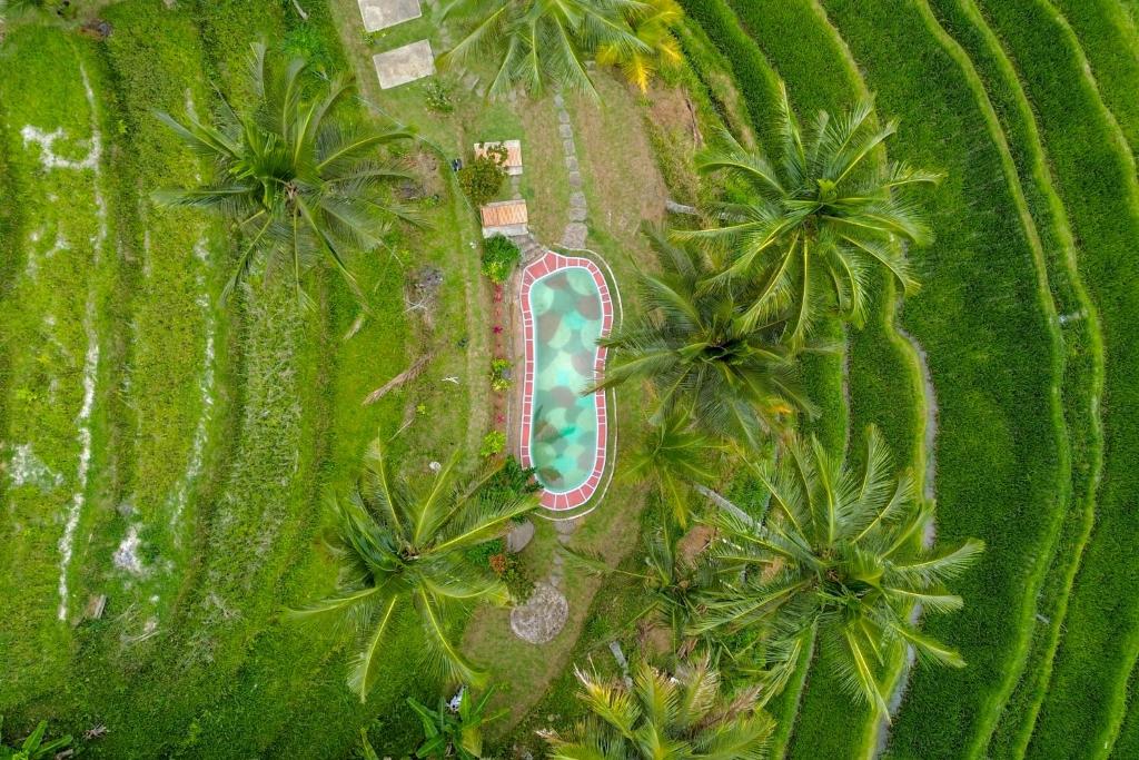 una vista aérea de una piscina en un campo con palmeras en Pesona Bali Ecolodge, en Jatiluwih