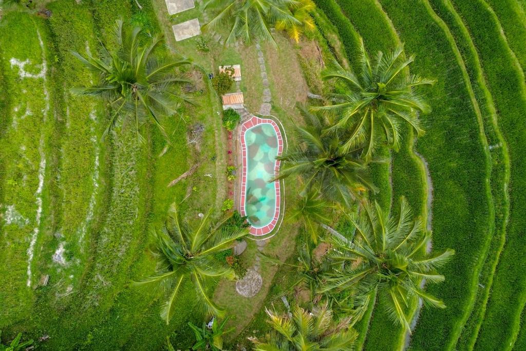 an overhead view of a pool in a field with palm trees at Pesona Bali Ecolodge by AGATA in Jatiluwih