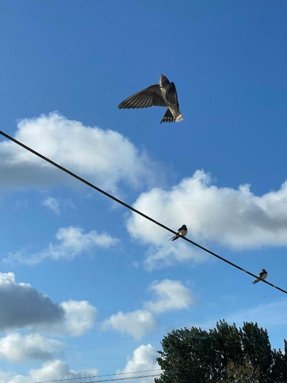 a kite flying over three birds on a wire at Florita - Dawlish in Dawlish