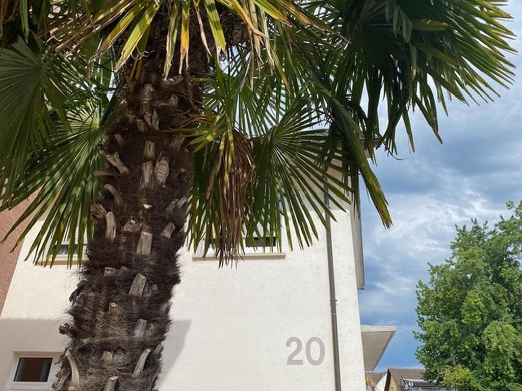 eine Palme vor einem Gebäude mit einem Schild darauf in der Unterkunft Eisvogel-Apartment in Rust in Rust
