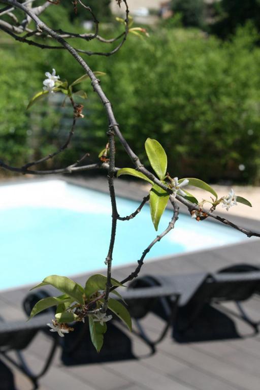 une branche d'arbres avec des fleurs blanches devant une table dans l'établissement Les Centaurines, à Saint-Siffret
