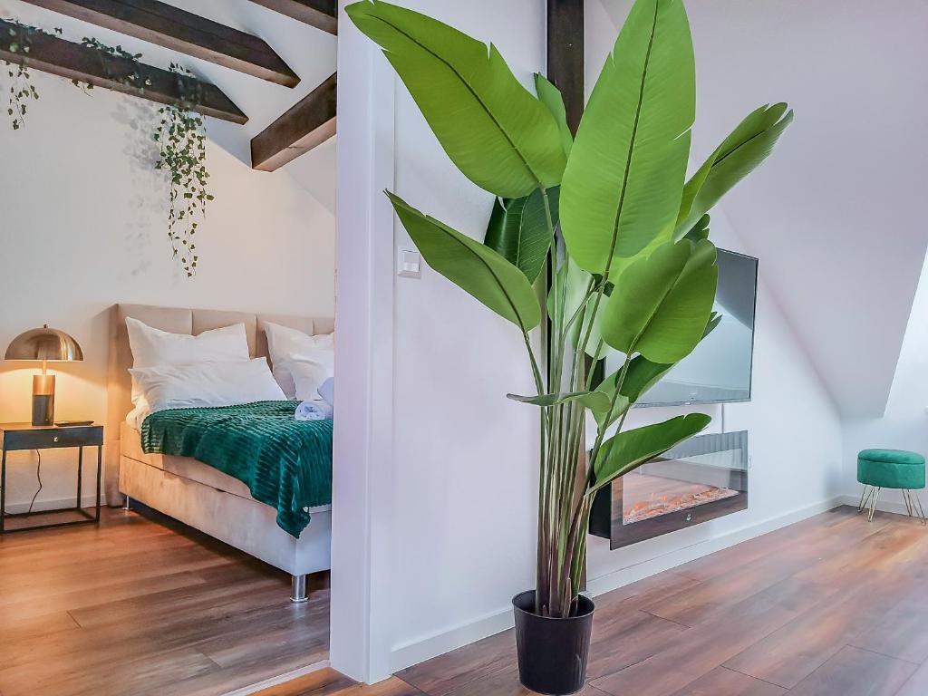 eine große grüne Pflanze in einem Zimmer mit Bett in der Unterkunft Moonshine Apartment - Altstadtflair in der City mit Parkplatz und Home Office in Braunschweig