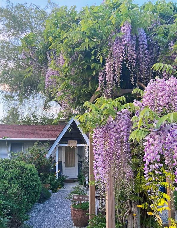 a garden of purple flowers in front of a house at Wisteria Guest House in Ganges